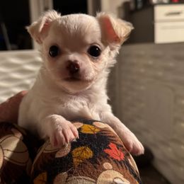 Crowley - White male Chihuahua puppy in Saint Johns, Florida from Acme Chihuahuas (Cheeky Chis)