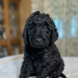 Cedar - Black male Goldendoodle puppy in Osage City, Kansas from Golden Ridge Goldens
