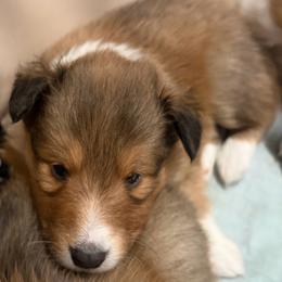 Leo - Sable and white male Shetland Sheepdog puppy in Canton, Texas from 2kg Shelties