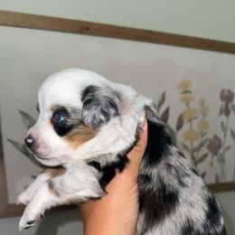 Marvel - Blue merle male Miniature Australian Shepherd puppy in Carlsbad, New Mexico from New Mexico Aussies