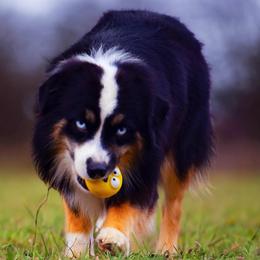 Titan - Toy Australian Shepherd