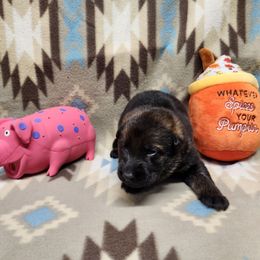 Pink collar - Sable female German Shepherd puppy in Ramsey, Illinois from Haus-Farr German Shepherds