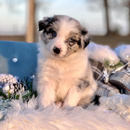 Cosmos - Blue merle male Border Collie puppy in Conway, Missouri from 2J 2K Border Collies | Maremma Sheepdogs