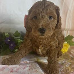 Pink Collar - Red  female Goldendoodle puppy in Waterford, California from Windy Hill Doodles