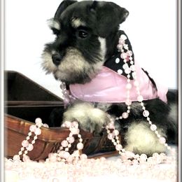 Miniature Schnauzer Puppies from Kindred’s Classic Miniature Schnauzers