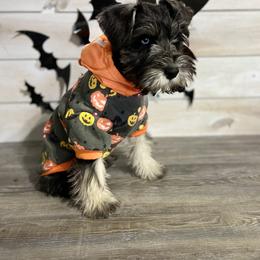 Miniature Schnauzer Puppies from Schnauzers on Robinson Lane