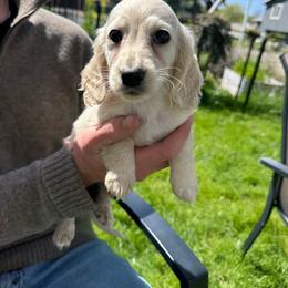 Boy 2 - Cream male Dachshund puppy in Walla Walla Valley, Oregon from English Cream Dachshunds