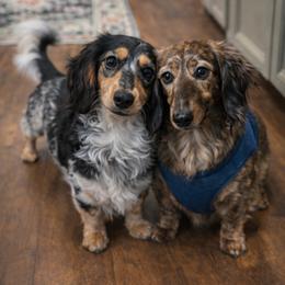 Dachshund All Grown Up from East Texas Dachshunds