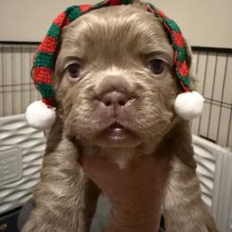 Maggie - Fawn and white female French Bulldog puppy in Klamath Falls, Oregon from S-D Frenchies