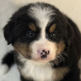 Vixen - Bernese Mountain Dog puppy from N.W. Mountain Retrievers