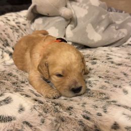 Porsche - Apricot female Goldendoodle puppy in Sanderson, Florida from Serenity Goldendoodles