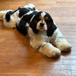 Stetson - Cocker Spaniel