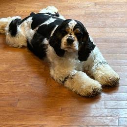 Stetson - Cocker Spaniel
