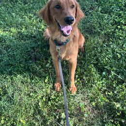 Boy 1 - Dark golden male Golden Retriever puppy in Bedford, Indiana from Indiana Goldens