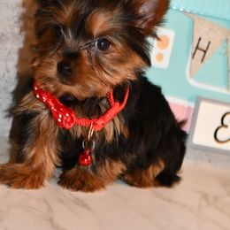 Tia - Black and gold Yorkshire Terrier puppy in Maple Heights, Ohio from Yorkiesllc