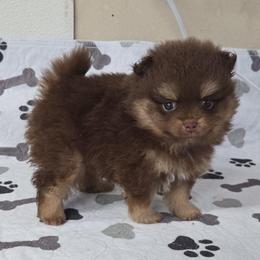 Coco puff - Chocolate and tan male Pomeranian puppy in Creswell, North Carolina from Grace's Poms🐾💕