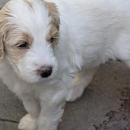 Girl 1 - female Double Doodle puppy in Chula Vista, California from South Bay Double Doodles