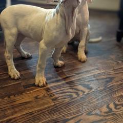 Dogo Argentino Puppies from De la Fuerza de Dios