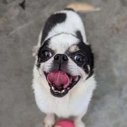 Charger - Chihuahua