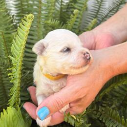 Prince Charming - Yellow Boy - White male Miniature Schnauzer puppy in Oneonta, Alabama from Murphree Valley Kennels