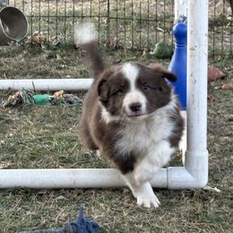 Henry - Red male Border Collie puppy in Hopedale , Ohio from Whipple Farms