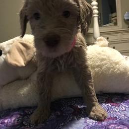 Goldendoodle Puppies from Da Ruba Doodles
