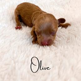 Olive - Red male Maltipoo puppy in Kula, Hawaii from Toy Poodle & Maltipoo Maui