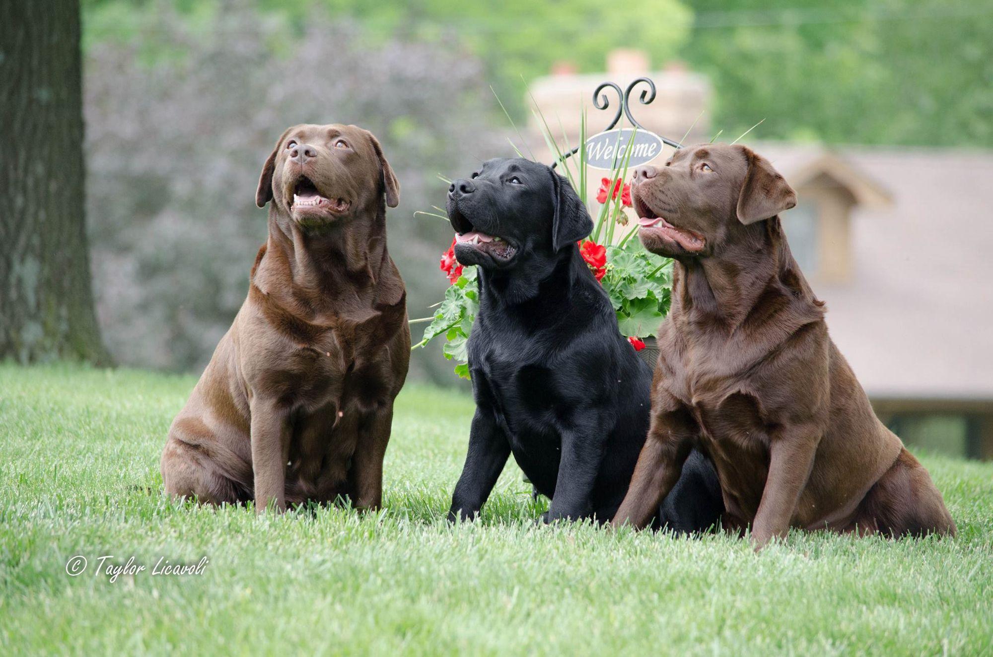 C.R. Labradors LLC in Missouri | Labrador Retriever puppies | Good Dog