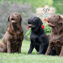 Labrador Retrievers from C.R. Labradors LLC