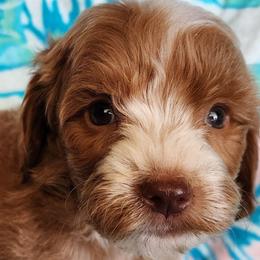 Jojo- Dr Seuss litter - Gold male Labradoodle puppy in Phelan, California from Family Doodles