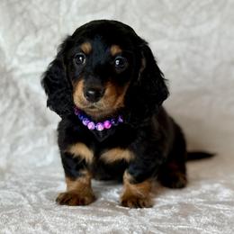 Trixie - Black and tan female Dachshund puppy in Lincoln, Arkansas from Red Dirt Dachshunds