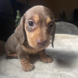 Blue Boy - Chocolate and tan male Dachshund puppy in California from Wild Weenies - Dachshund Ranch