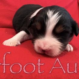 Boy 4 - Black tri-color male Australian Shepherd puppy in Lowell, Indiana from Bearfoot Aussies and Tollers