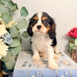 Phil - Tri-color male Cavalier King Charles Spaniel puppy in Spring Hill, Florida from Wonderland Cavaliers