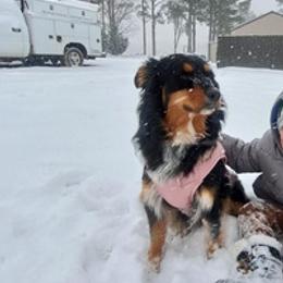Australian Shepherds from Ashley's Aussies