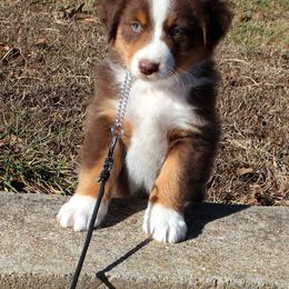 ARTHUR - Red tri-color male Australian Shepherd puppy in Falcon, Missouri from www.maubachranch.com