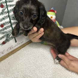 Britney - Brindle female Dachshund puppy in Tahlequah, Oklahoma from Quick Little Dachshunds