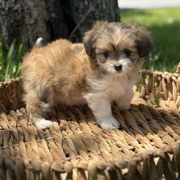Blossom - White female Companion Cross puppy in Hampton, Virginia from Beach Wave Kennels