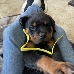 Yellow - Black and mahogany female Rottweiler puppy in Jacksonville, Florida from Ketelhaus Rottweilers