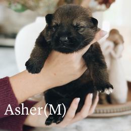 Asher - Sable male German Shepherd puppy in Berwick, Maine from Vom Rindahaus Shepherds
