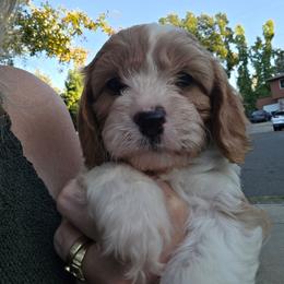 Yankee Jim - Blenheim male Cavapoo puppy in Auburn, California from Gold Country Doodles