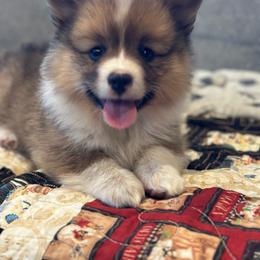 Snorlax - Red male Pembroke Welsh Corgi puppy in Onalaska, Washington from Shoestring Valley Corgis