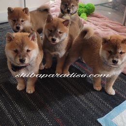 Shiba Inu Puppies from Shiba Paradise