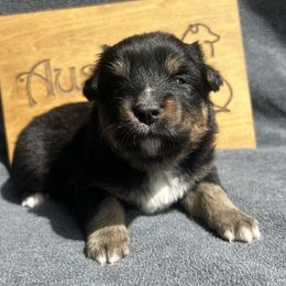 Buckle - Black tri-color female Australian Shepherd puppy in Litchfield, New Hampshire from Aussies Edge Farm