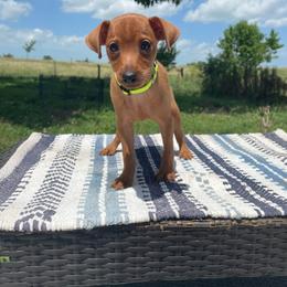 Dough - Stag red male Miniature Pinscher puppy in Lancaster, Missouri from White Stone Ranch