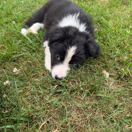 Leo - Black & white male Australian Shepherd puppy in Bethlehem, Connecticut from Montanna Sage LLC
