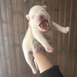 Boy 5 - White male Siberian Husky puppy in Solon Springs, Wisconsin from Snowfall Siberians