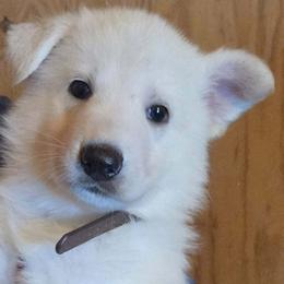 Brown - White male German Shepherd puppy in Tonopah, Nevada from Mercy's White Shepherds