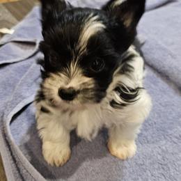 Girl 1 - Black tan and white female Biewer Terrier puppy in Dayton, Ohio from BiewerHeart Yorkies