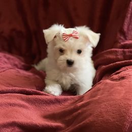 Maltese Puppies from California AKC Maltese